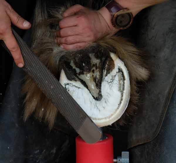 foto van een paardenvoet