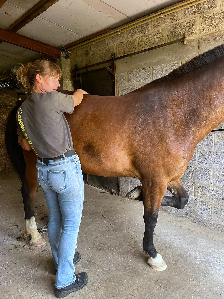 Veera werkt met zachte aanraking langs de rug van een paard