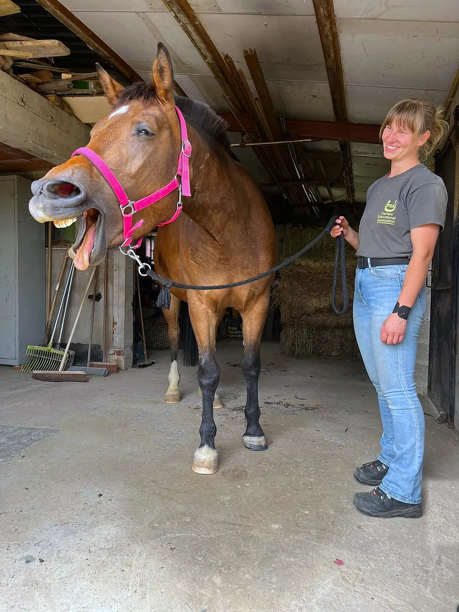 Een gapend paard naast een lachende Veera in de stal